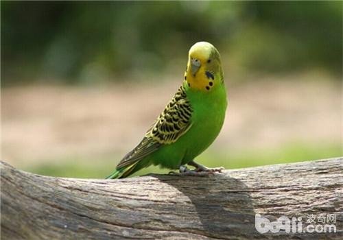 虎皮鹦鹉公母鉴定图