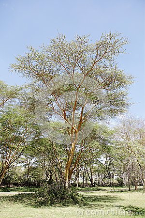 金鸡纳树的药用价值