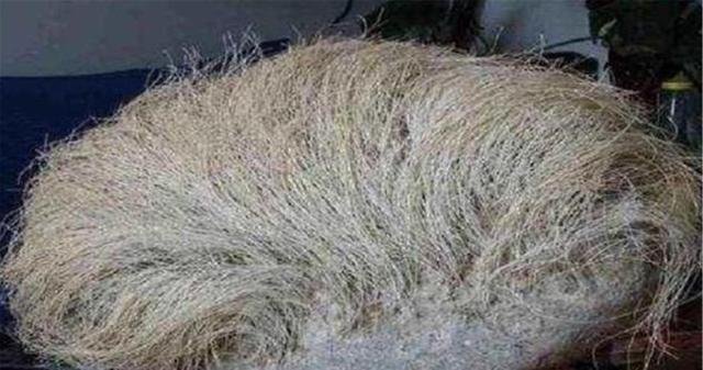 长满白发的石头到底是什么石头，有什么价值吗？