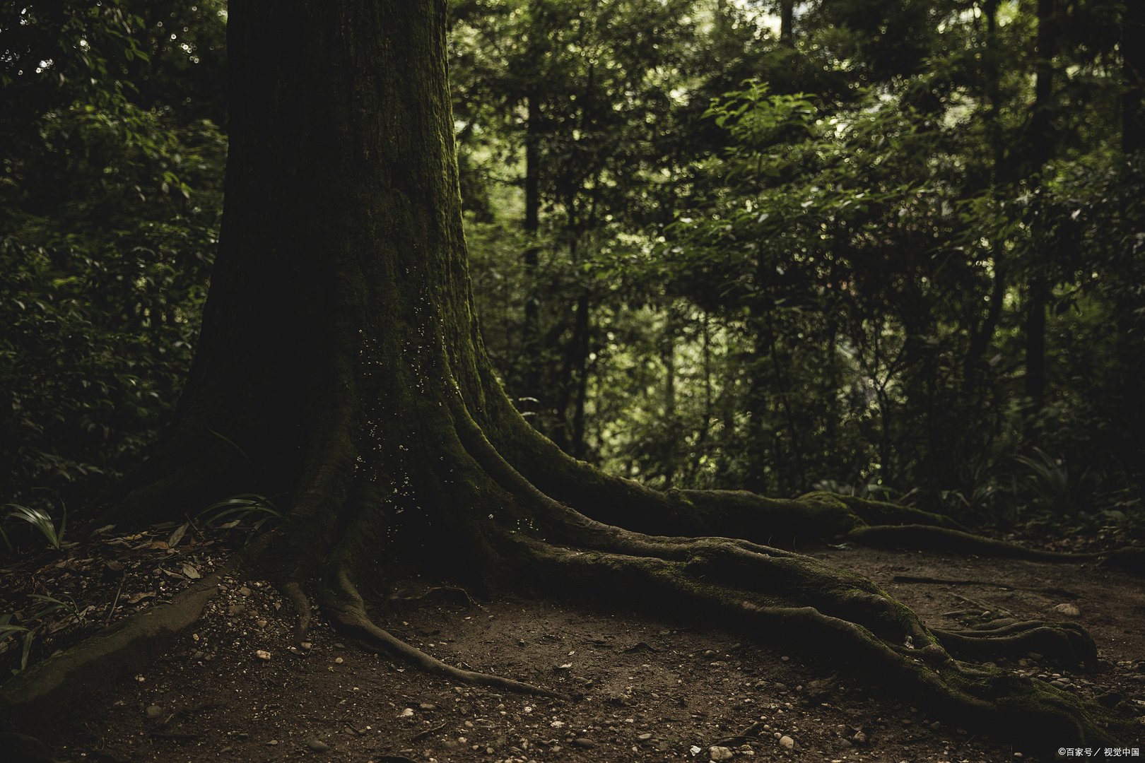 庄子说的“无用之用，方为大用”，究竟是什么意思？