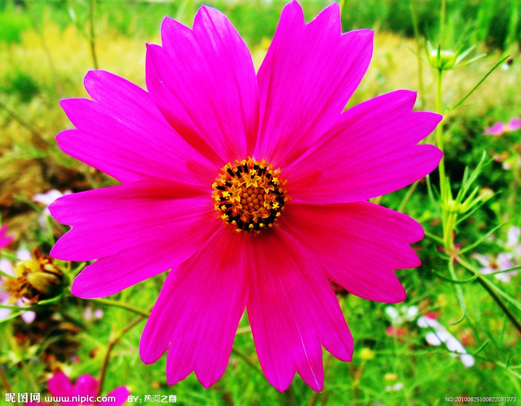 花的种类名称，有图片更好