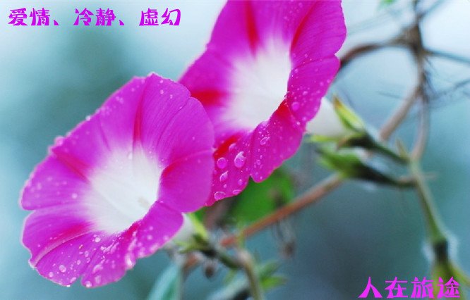 花的种类名称，有图片更好