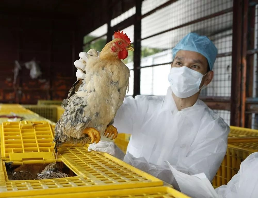 禽流感2018最新消息：H5N6病毒是什么？