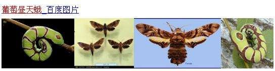这是什么飞蛾的幼虫？