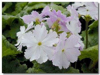 花的种类名称，有图片更好