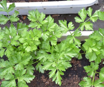 芹菜香芹西芹有何区别?