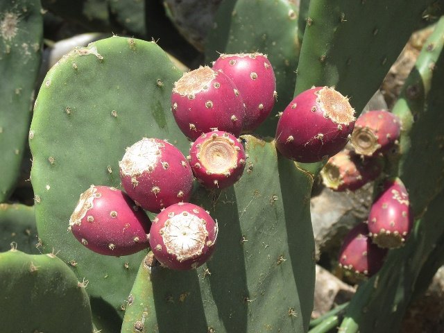 仙人掌的果实有什么功效