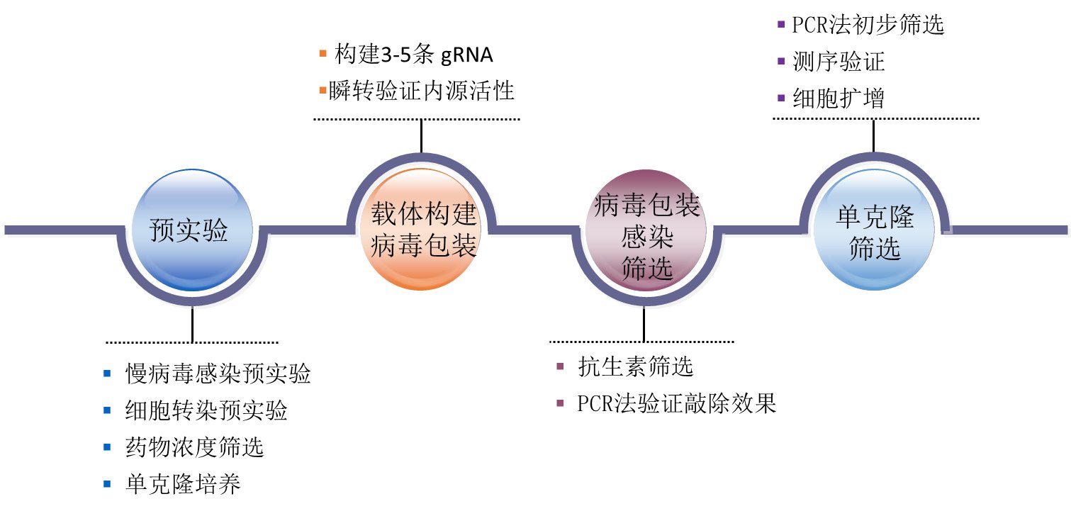 C病毒的病毒生物