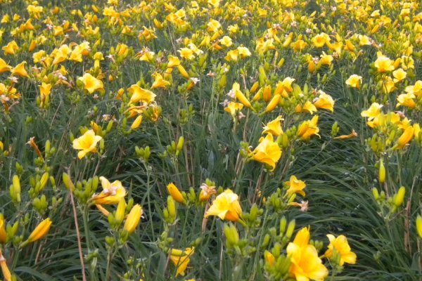 萱草是什么意思啊？