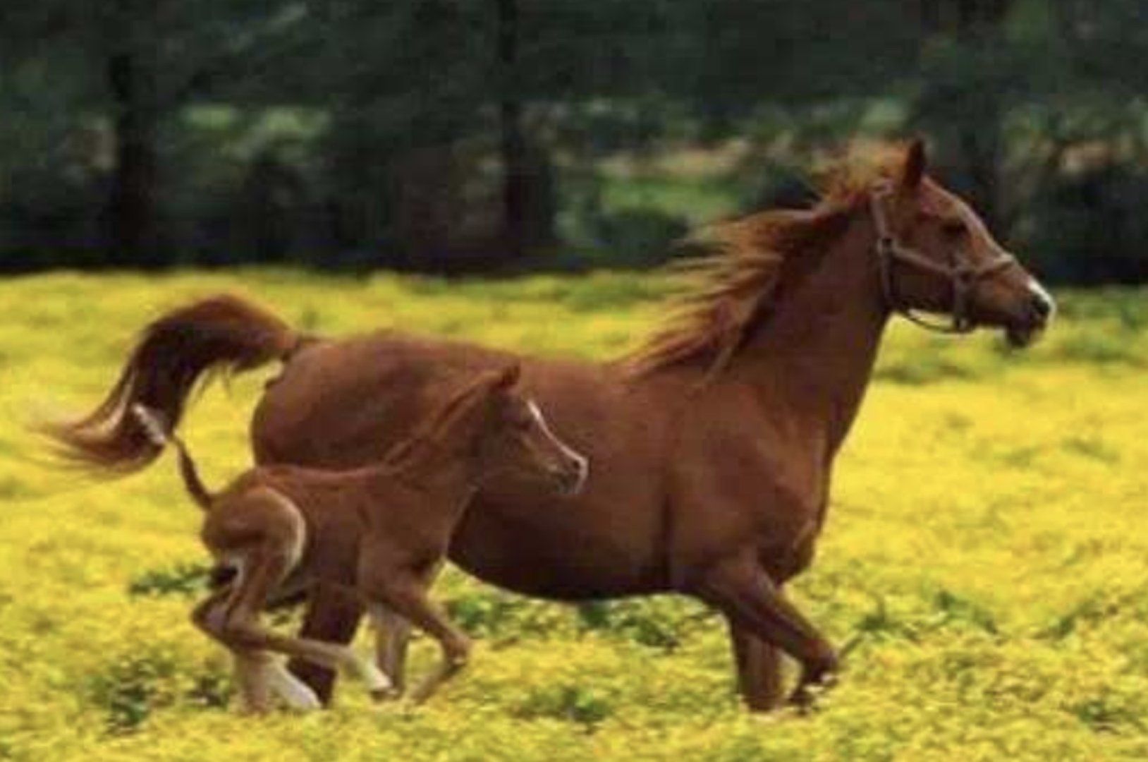 巩乃斯的马 这篇文章主要表现了什么