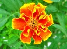 花的种类名称，有图片更好