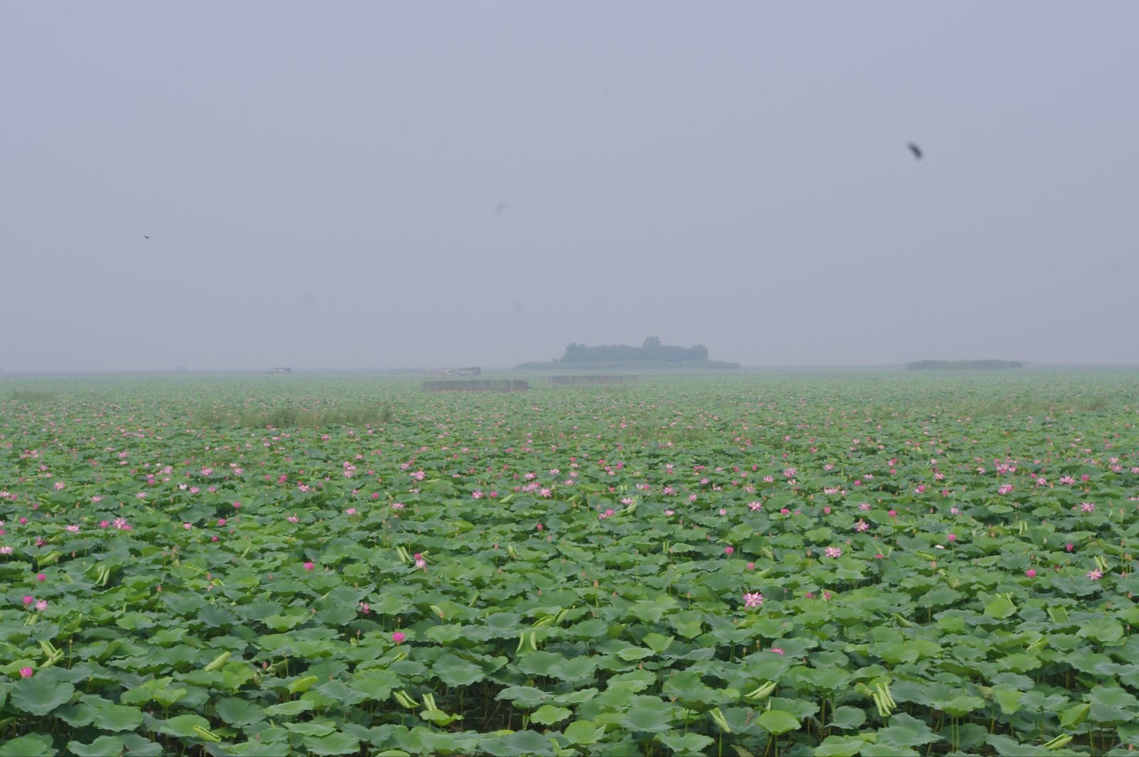 微山湖四大景点分别是什么