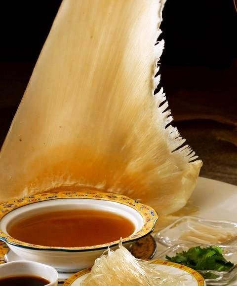 鱼翅是什么？有什么营养价值？