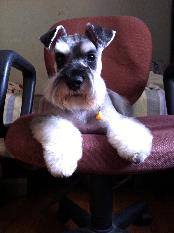 第一次养狗，养什么好？