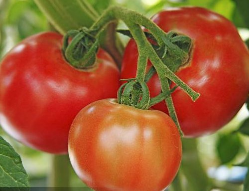 什么东西可以开胃