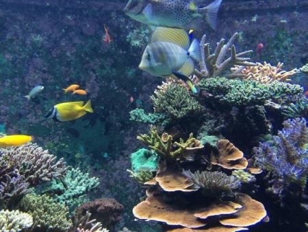 有人说潜艇最怕遭遇海底断崖，断崖是什么?有何实例？