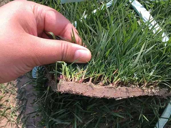 高羊茅草坪价格多少钱一平方