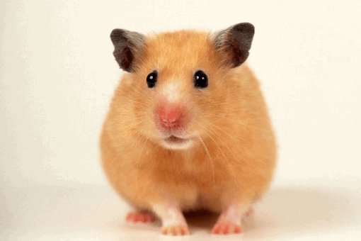 养仓鼠会得鼠疫吗?