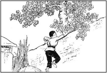 白杨树怎么画，简笔画