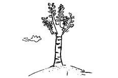 白杨树怎么画，简笔画