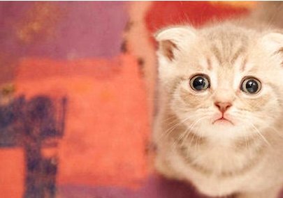 凯锐思猫粮怎么样？