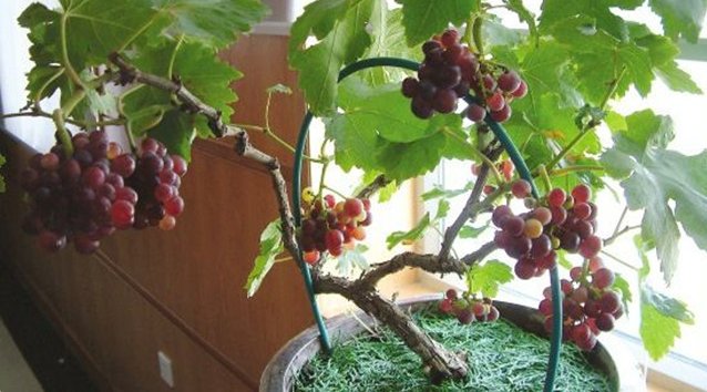 葡萄怎么扦插？