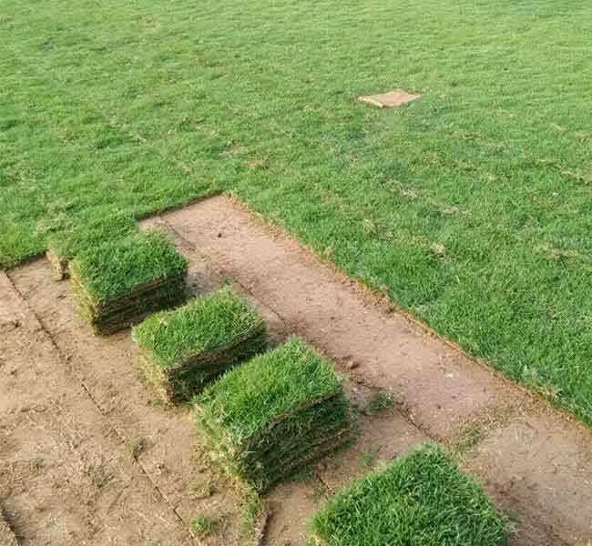 高羊茅草坪价格多少钱一平方