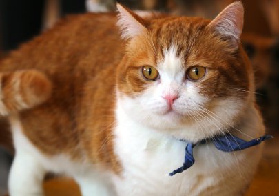 凯锐思猫粮怎么样？