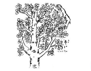 白杨树怎么画，简笔画