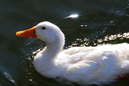 鸭子是什么意思啊