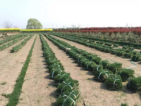 高羊茅草坪价格多少钱一平方