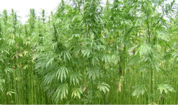 大麻的滥用者在中国主要集中在哪？