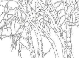 白杨树怎么画，简笔画