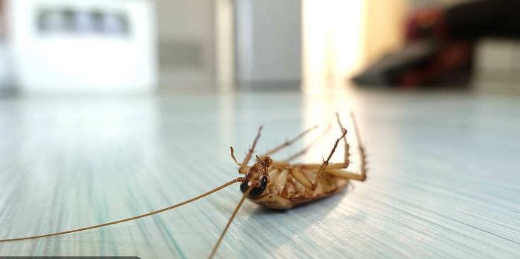 蟑螂最怕什么东西？食物之类的？