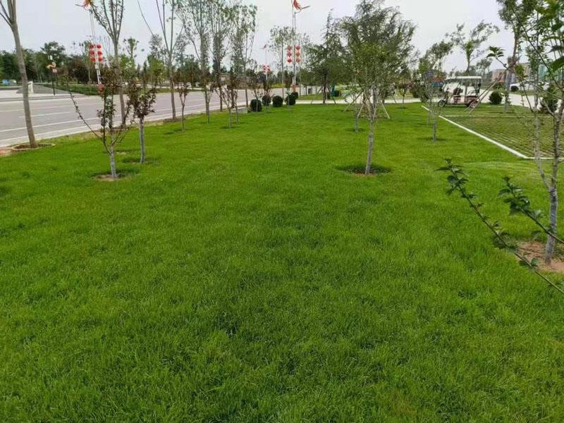 高羊茅草坪价格多少钱一平方