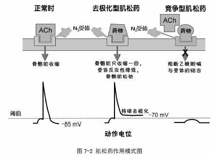 肌松药的肌松药的分类