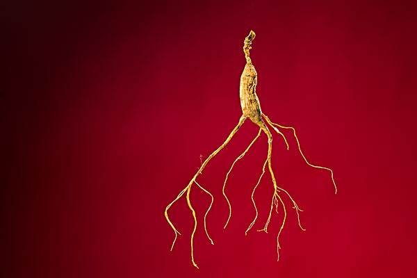 千年人参真的会走动的吗