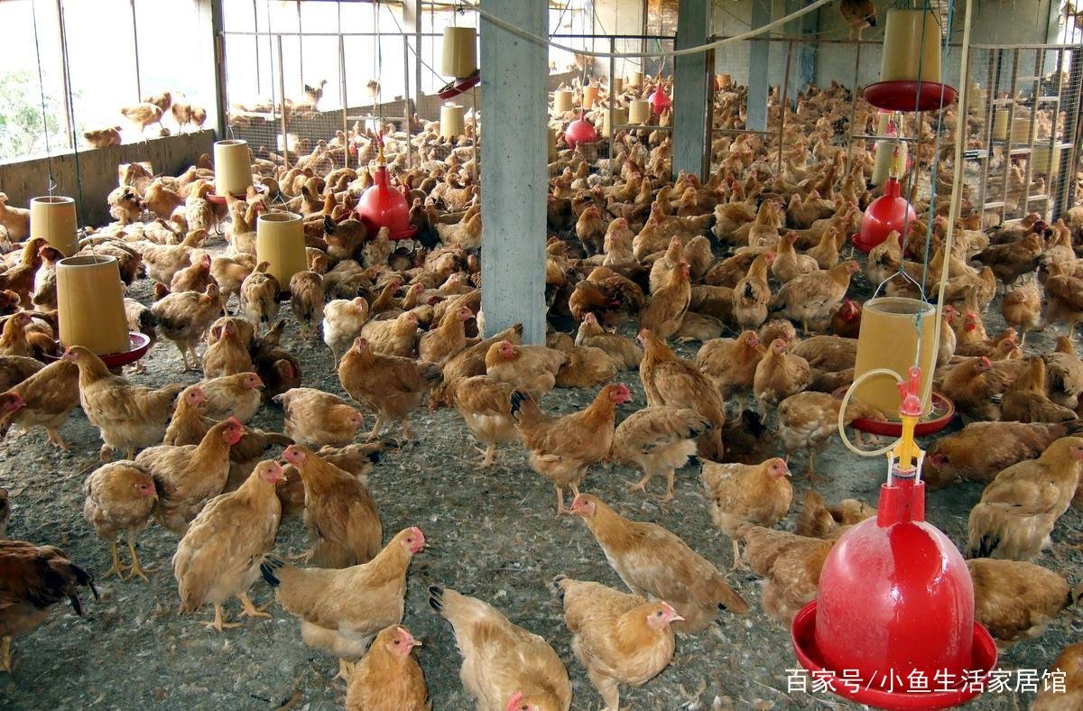 准备去农村办一个1000只的养鸡场，需要投资多少钱？