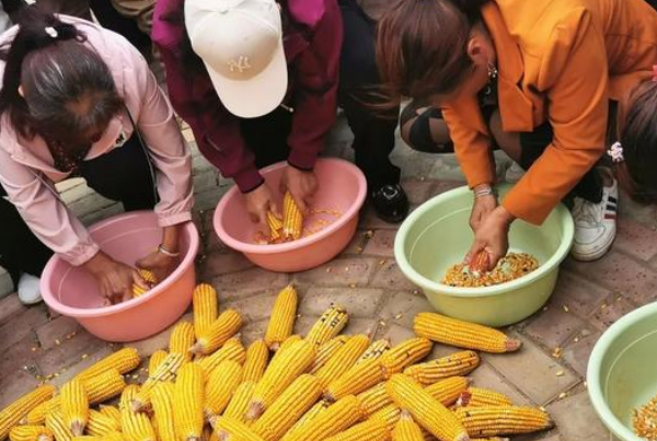 洛阳的白马寺遇丰收,游客帮僧人剥玉米,这是个什么样的场景?