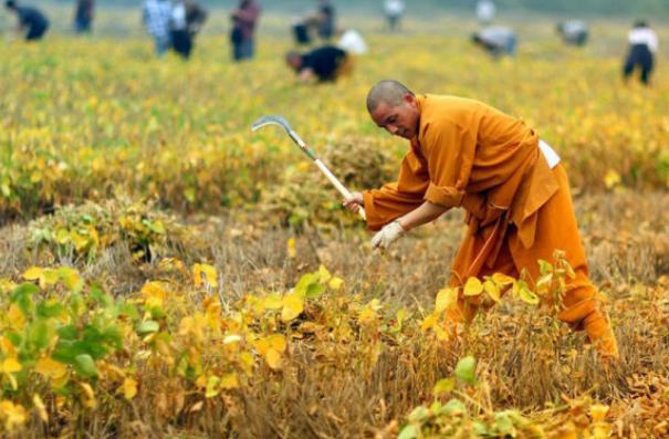 洛阳的白马寺遇丰收,游客帮僧人剥玉米,这是个什么样的场景?
