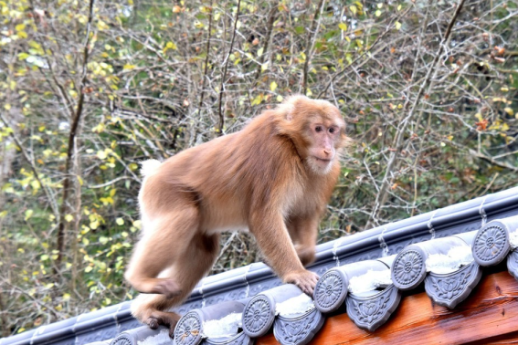 习以成俗什么生肖