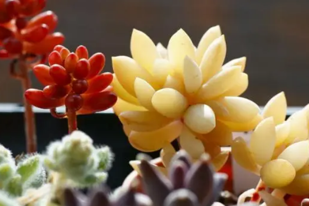 高n车多肉多沉青桓王