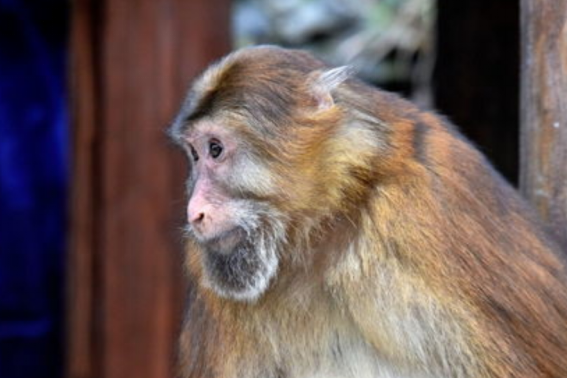 习以成俗什么生肖