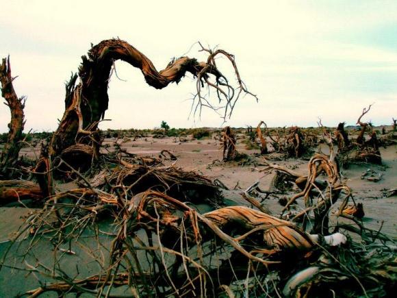 生而千年不死,死而千年不倒,倒而千年不腐。