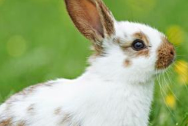 12岁小兔子长什么样