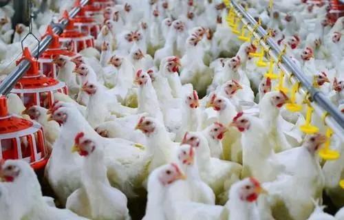 肯德基的鸡安全吗？