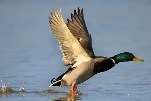 凤头虎尾打一字是什么字