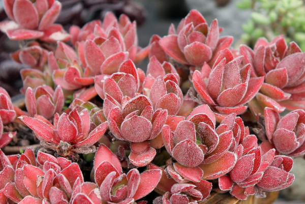 高n车多肉多沉青桓王