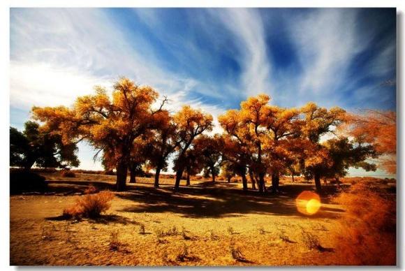 生而千年不死，死而千年不倒，倒而千年不腐。