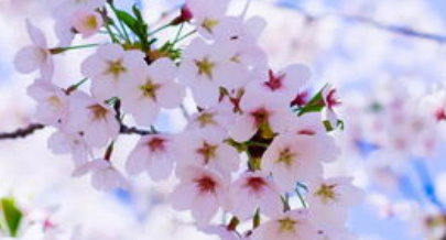 门前开着一大片五颜六色的鲜花改成仿句